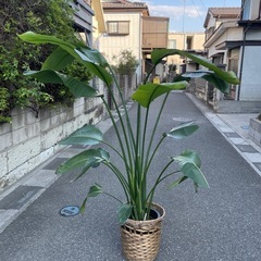 観葉植物　オーガスタ　発送可能