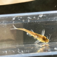 ギギ(5〜7cm）の画像