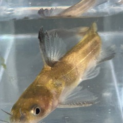 ギギ(5〜7cm）の画像