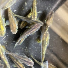 値下げ　メダカ　琥珀　10匹の画像