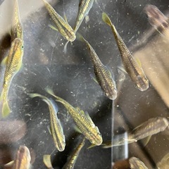 値下げ　メダカ　琥珀　10匹の画像
