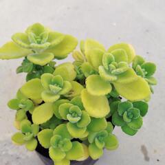 アロマティカス（中）の画像