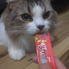 ラガマフィンのモコちゃん「募集停止します」
