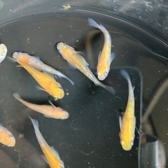 値下げ　メダカ　紅白ラメ　10匹の画像