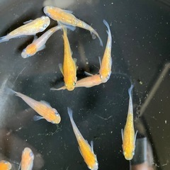 値下げ　メダカ　紅白ラメ　10匹の画像