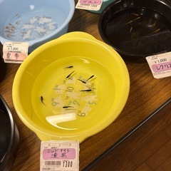 めだか各種の画像