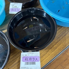 めだか各種の画像