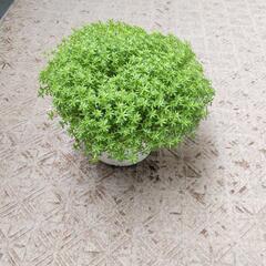 植物(おそらくモリムラマンネングサ)