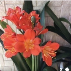 君子蘭  クンシラン オレンジ色 もうすぐ開花　