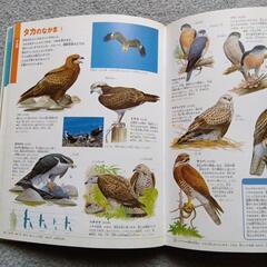鳥の図鑑ほかの画像