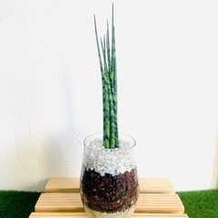 サンスベリア　ミカド　観葉植物　ハイドロカルチャーの画像