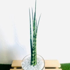 サンスベリア　ミカド　観葉植物　ハイドロカルチャーの画像