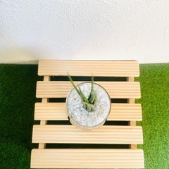 サンスベリア　ミカド　観葉植物　ハイドロカルチャーの画像