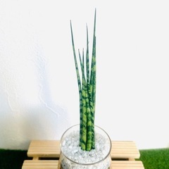 サンスベリア　ミカド　観葉植物　ハイドロカルチャーの画像