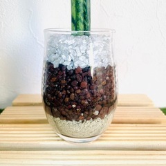サンスベリア　ミカド　観葉植物　ハイドロカルチャーの画像