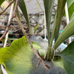 コウモリラン　吊り鉢の画像