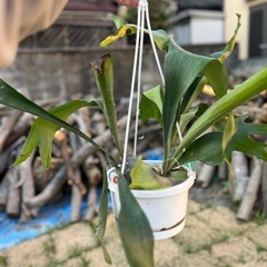 コウモリラン　吊り鉢の画像