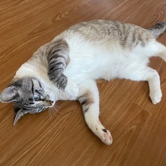 受付停止中。人懐こい綺麗なブルーな目の２歳男の子、名前はサン！ − 広島県