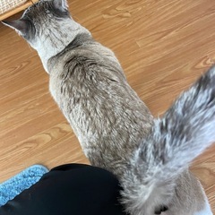 受付停止中。人懐こい綺麗なブルーな目の２歳男の子、名前はサン！ - 猫