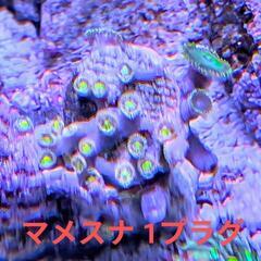サンゴ 初心者向けセットの画像