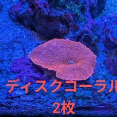 サンゴ 初心者向けセットの画像