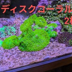 サンゴ 初心者向けセットの画像