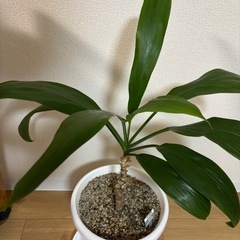 ドラセナの画像