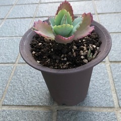 多肉植物・子宝草の画像