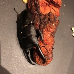 ツシマヒラタクワガタ ペア