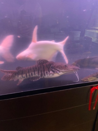 熱帯魚 ウルトラショート　タイガーシャベル