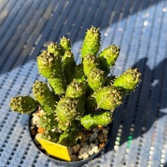 多肉植物　ユーフォルビア　グリーンボールの画像