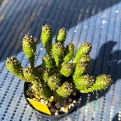多肉植物　ユーフォルビア　グリーンボール