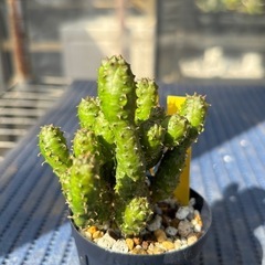 多肉植物　ユーフォルビア　グリーンボールの画像