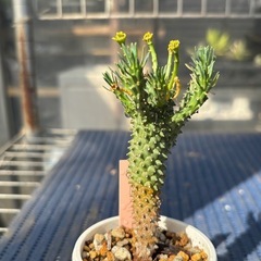 ユーフォルビア　カプトメデューサ　多肉植物