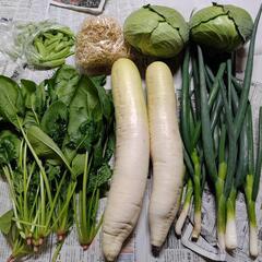 今月のお野菜６種類