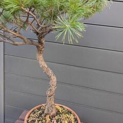 ⑤黒松　盆栽　鉢付きの画像