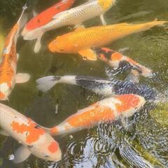 錦鯉8匹セット　25センチ〜30センチ程度（目見当）の画像