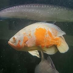 アルビノオスカーの画像