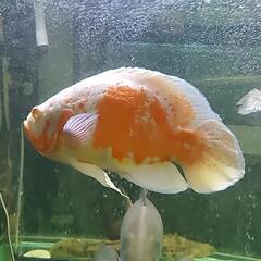 アルビノオスカーの画像