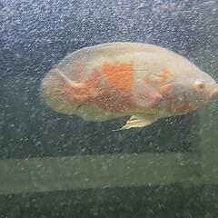 アルビノオスカーの画像