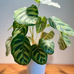 カラテアを購入 2023/2 - 観葉植物備忘録