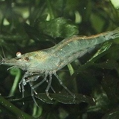 スジエビ　20匹