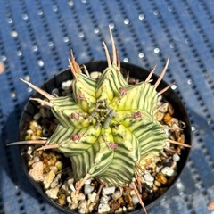 ユーフォルビア メロフォルミス　錦　斑入り　多肉植物の画像