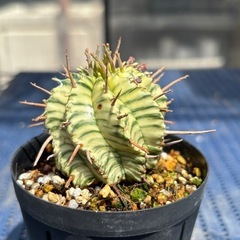ユーフォルビア メロフォルミス　錦　斑入り　多肉植物の画像
