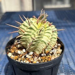 ユーフォルビア メロフォルミス　錦　斑入り　多肉植物の画像