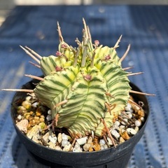 ユーフォルビア メロフォルミス　錦　斑入り　多肉植物