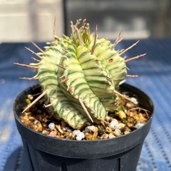 ユーフォルビア メロフォルミス　錦　斑入り　多肉植物の画像