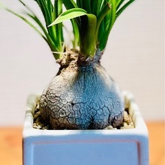 ぷっくりボディが可愛らしい！スクエア鉢付！簡単には枯れない観葉植物！の画像