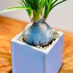 ぷっくりボディが可愛らしい！スクエア鉢付！簡単には枯れない観葉植物！の画像