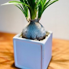 ぷっくりボディが可愛らしい！スクエア鉢付！簡単には枯れない観葉植物！の画像